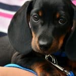 Pourquoi souscrire à une assurance animaux ?